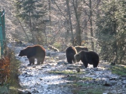 В Карпатах бурые медведи доедают малину и готовятся к зимней спячке