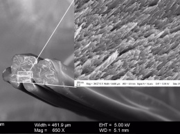 Ученые создали паучий шелк из волокон шелкопряда