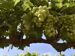 "Массандра" на 1,5 тыс тонн перевыполнила план по сбору винограда