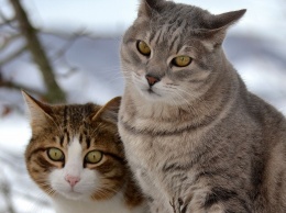 Усыновить кота - приход интернет-мема "котики" в вашу жизнь