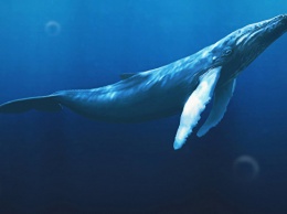 Ныряльщики-рекордсмены: как киты выживают на большой глубине
