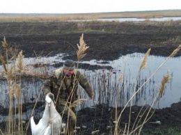На Днепропетровщине браконьеры расстреляли прекрасных лебедей