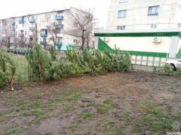 На Луганщине продолжают выявлять нарушения правил торговли елками