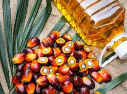 Вредное ли пальмовое масло для здоровья? Вот ответ!
