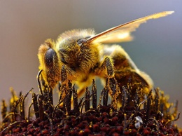 Дрессированный улей: как пчелы усвоили логику и геометрию