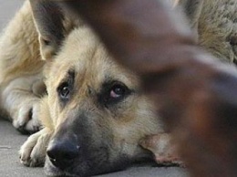 В Херсоне отловили бездомных собак