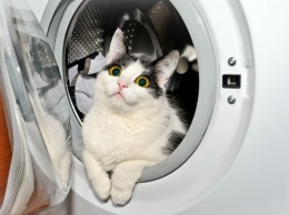 ЧП в Днепре: хозяева постирали кошку в стиральной машинке