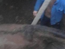 На Николаевщине спасатели вытащили из ямы беременную кобылу