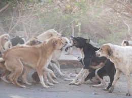 В Каховке на детей нападают бродячие собаки