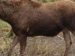 В Черниговской области браконьеры убили беременную самку лося