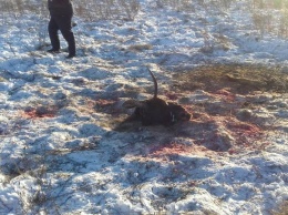 Под Житомиром браконьеры убили двух краснокнижных лосей и разделали их туши на скорую руку