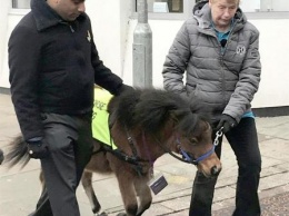 Незрячему британцу с паническим страхом собак подарили лошадь-поводыря