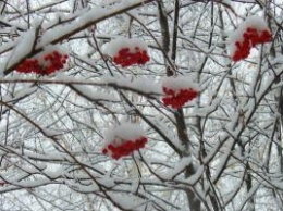 Морозы усилятся: синоптик обнародовала прогноз погоды на ближайшие сутки