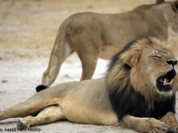 Браконьер поехал в Африку охотиться на львов... И вот что они с ним сделали!