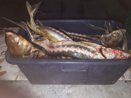 Запорожский рыбоохранный патруль зафиксировал факт продажи рыбы, занесенной в Красную книгу