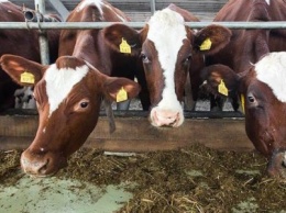 В Луганской области построят молочный комплекс на 100 голов крупного рогатого скота