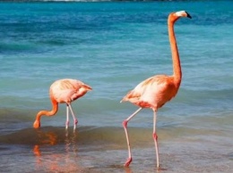 Работа мечты - жить на Багамах с фламинго