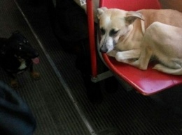 Собака-путешественница ездит в одесском общественном транспорте: ей даже уступают место (ФОТО)