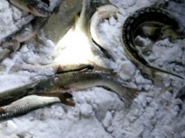 Под Мариуполем задержали браконьеров (ФОТО)