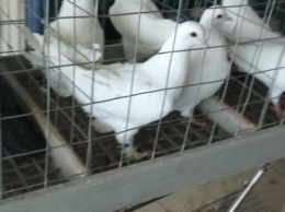 В Мариуполе показали редких голубей (ФОТОРЕПОРТАЖ)