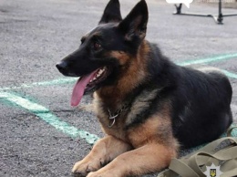 Самосуд на Днепропетровщине: служебная собака отыскала убитого мужчину