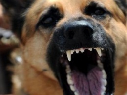 В Бахмуте участились случаи нападения бродячих собак на людей