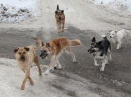 Своры бродячих собак атакуют людей в Рубежном