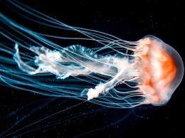 Как ген медузы помогает лечить болезни мозга