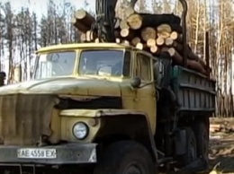 На Днепропетровщине массово вырубают деревья
