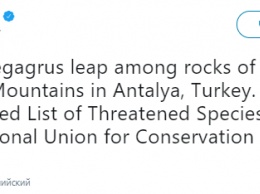 В горах Турции засняли "пробежку" краснокнижных бородатых козлов