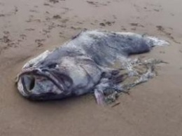 На побережье Квинсленда обнаружены останки огромной рыбы-монстра