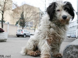 В Киевской области открыли дело за издевательство над собакой