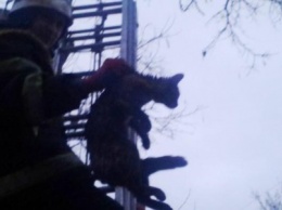 Как кременчугские спасатели кота с дерева снимали (ФОТО)