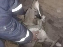 В Каменском спасали собак, упавших в яму