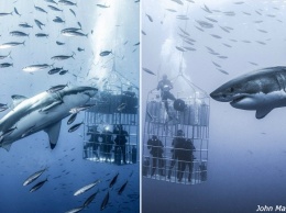 Развлечение в Мексике: опустись под воду вместе с 7-метровой белой акулой!