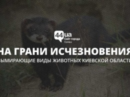 На грани исчезновения: вымирающие виды животных Киевской области