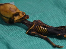 Ученые расшифровали ДНК миниатюрного "пришельца" из пустыни Атакама