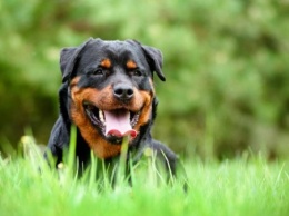 На Херсонщине оштрафовали хозяина собаки, которая "сбила автомобиль"