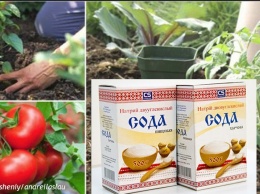 13 идей о том, как использовать соду в своем домашнем саду
