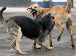 Свидетель нападений предупреждает жителей Новой Каховки о стае озверевших собак