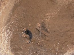 Спасатели достали собаку из трехметровой ямы в Мариуполе