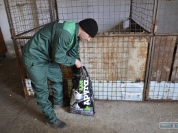 В райцентре на юге Одесской области снова заработала служба по отлову бездомных собак