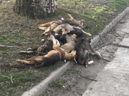 Бердянцев возмутила куча собачьих трупов посреди улицы (Фото)