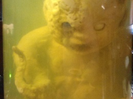 Одессит обзавелся уникальным экспонатом «младенца-осьминога»