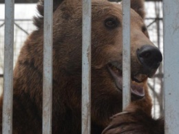 В Мариуполе спасли медведя Потапа, который застрял в автомобильной шине (ФОТО)