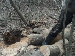 Под Мариуполем в лесополосе задержали "черных лесорубов" (ФОТО)