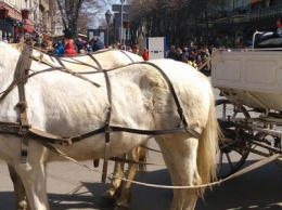 В центре Одессы снова появились худые изможденные лошади (ФОТО)