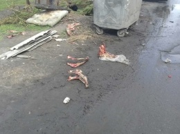 Кости трупов животных мелитопольцы выбрасывают уже в черте города