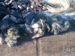 На Киевщине экс-начальника районной рыбинспекции задержали за браконьерство