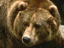 На Львовщине открылся после зимы новый медвежий приют «Домажир»